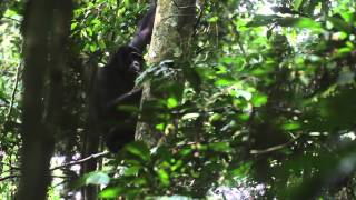 Genitogenital rubbing of bonobo females [upl. by Milt]