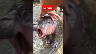 Baby hippo Moo Deng is so cute [upl. by Ijneb]