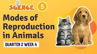 SCIENCE 5 Q2 WEEK 4  MODES OF REPRODUCTION IN ANIMALS [upl. by Worrad]