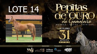 LOTE 14 CEREJA DA ARABELA [upl. by Einnaoj507]