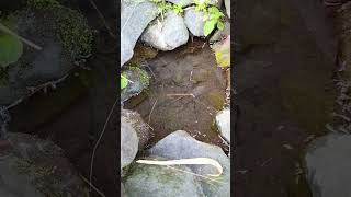 Amazing AN INVASIVE SPECIES  SNAKEHEAD FISH shorts fish channa viralvideo [upl. by Anneirb577]