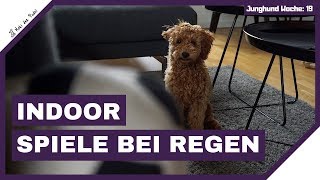 Beschäftigung für deinen Hund Zuhause  Suchspiele für Zwergpudel Moki  quotWenn es draußen regnetquot [upl. by Everest]