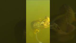 Pike vs Herring lure Underwater view 🎣 fishing Fishing video [upl. by Oirifrop]