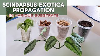 How to propagate Scindapsus Exotica  Propagating in Various Substrate [upl. by Neliak]