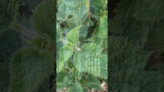 Worlds most painful plant sting Gympie Gympie plantlearninglounge209 [upl. by Sibby]