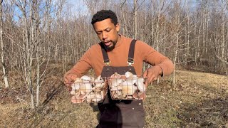 Harvesting a TON of wild Mushrooms [upl. by Oicnoel]