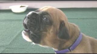 Boxer Puppies Howl in HD [upl. by Artimas468]