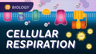 Cellular Respiration Do Cells Breathe Crash Course Biology 27 [upl. by Celeski]