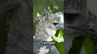 Learn about Harpy Eagle [upl. by Nnahgaem]