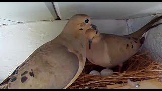 Watch mourning dove nesting and the chicks get their first feeding [upl. by Iv]