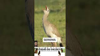 Cantos que lembram a roça lendasdoencarte aves passaros brasil fauna flora birdsounds [upl. by Eneri]