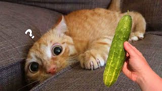 Cucumbers Scare The Life Out Of Cats 😮 [upl. by Kemeny]