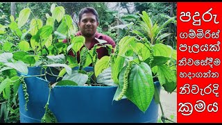 පදුරු ගම්මිරිස් paduru gammiris bat gammiris pela karaganna akarayaPepper cultivationවගාවwagawa [upl. by Levine]