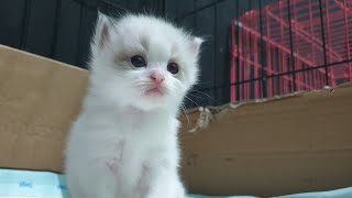 Menimbang anak kucing ragdoll berat 350 gram umur 2 minggu edannn [upl. by Gardener]