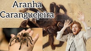 Aranha Caranguejeira e perigosa [upl. by Lari]