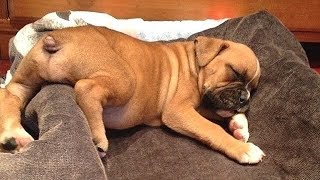 Best Of Cute Boxer Puppies  Funny Puppy Videos 2019 [upl. by Melisa154]