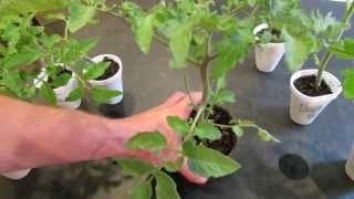 How to Create Double Stem Tomatoes What are Double Production Stems  The Rusted Garden 2013 [upl. by Nylkoorb]