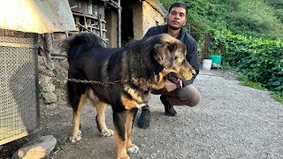 Amar Dog Kennel के Bhotia Dogs Our Own Pride Indian Dog Breed ❤️ [upl. by Lory267]