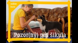 Pozorný pes šikula  ukázka [upl. by Azal]