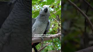 How and why do parrots talk And do they know what they’re saying [upl. by Butta289]