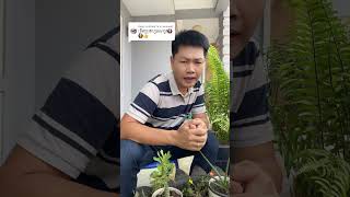 Respond to comment TikTok famous Kimly Te 2 [upl. by Eita]