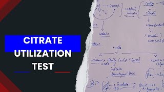 Citrate utilization test biochemical test in microbiology [upl. by Corsetti732]