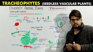 Seed Less Vascular Plants Tracheophytes Detailed Lecture [upl. by Veradis]