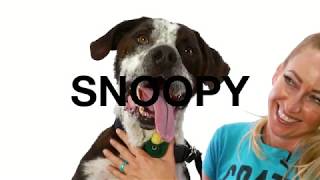 Adopt Snoopy at NKLA [upl. by Eimerej98]