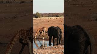 Giraffe and Elephant in Etosha National Park Namibia [upl. by Lichtenfeld5]