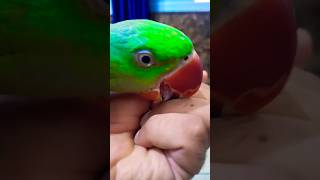 hand tame parrot metotametota mitthamitthu talkingmiththu shortvideo shortfeed shorts lucky [upl. by Sirois27]