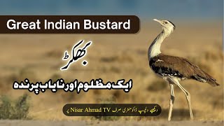 Great Indian Bustard  Bhukkar Bird That is Treated Cruelly  Endangered Species of Pakistan [upl. by Cathlene]