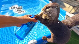 The Diet of an Otter That Loves Sweetfish Otter Life Day 815 [upl. by Liane]