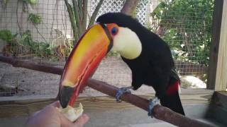 Toco Toucan Eats 1st Hard Boiled Egg [upl. by Lenny]