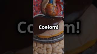 Understanding Coelom The Key to Animal Body Structures  BiologyBasic CoelomExplained Zoology [upl. by Soigroeg]