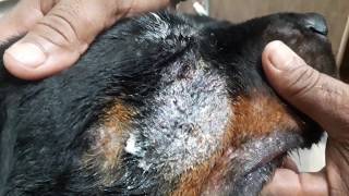 Post Maggot infestation bacterial skin infection  Dr Sagirs Pet Clinic 01912251312 [upl. by Olive]