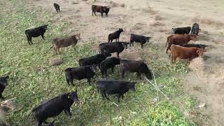 Rotationally Grazing Angus Beef Cattle On Turnips Daikon Radish Rape Seed Mix [upl. by Mechelle353]