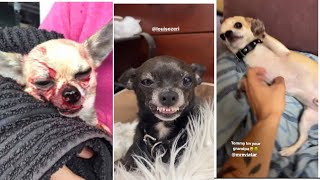 MREVIATAR TIKTOK COMPILATION CHIHUAHUA  Niki the angry chihuahua dog  chihuahua mreviatar [upl. by Selohcin]