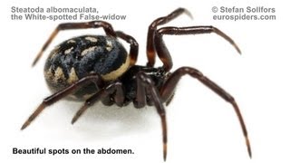 Steatoda albomaculata  the Whitespotted Falsewidow [upl. by Kienan]