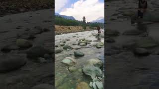 ytshort lidder river Pahalgam  beautiful morning travel [upl. by Anglim]