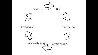 Wahrnehmungskette [upl. by Hausner]