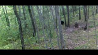 91522 Wisconsin Black Bear Hunt [upl. by Ymarej]