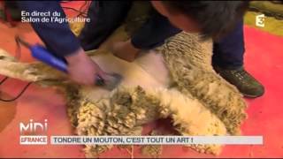 ANIMAUX  Tondre un mouton cest tout un art [upl. by Yrahk]