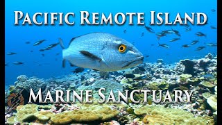 Palmyra Atoll Pacific Remote Island Outer reef underwater 4K Footage [upl. by Akino]