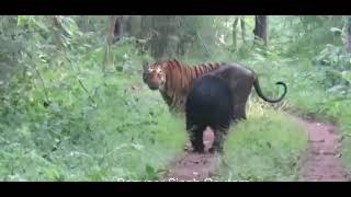 DYANEMIC FIGHTING TIGER VS BEAR IN RANTHAMBHOR NATIONAL PARK [upl. by Noskcaj990]