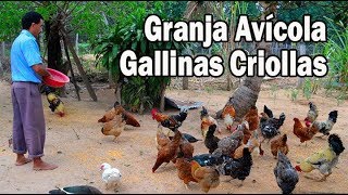 Granja avícola de Gallinas Criollas [upl. by Delmar]