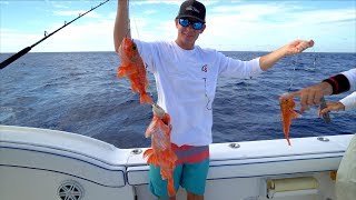 UNFAIR Fishing Rig Catch Clean Cook  Blackbelly Rose Fish Deep Drop [upl. by Ylrebmic]