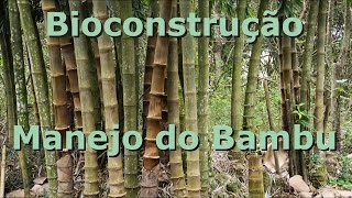 Bioconstrução  Manejo e escolha do bambu [upl. by Ocsic]