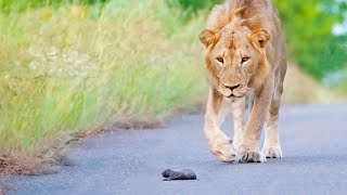 Mom Honey Badger Leaves her Baby to the Lions [upl. by Valonia308]