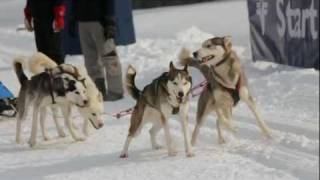 Schlittenhunderennen in Angerberg  Hohe Salve Tirol [upl. by Irrehs920]