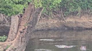 Hippo Point with Baboons playing above them a dangerous game it is [upl. by Grimona]